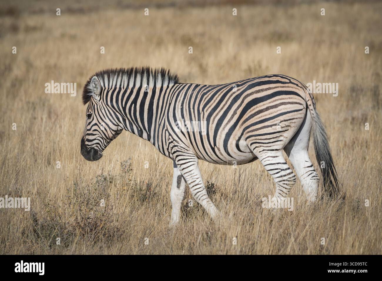 Zebra marchant dans l'herbe de savane à Etosha Banque D'Images