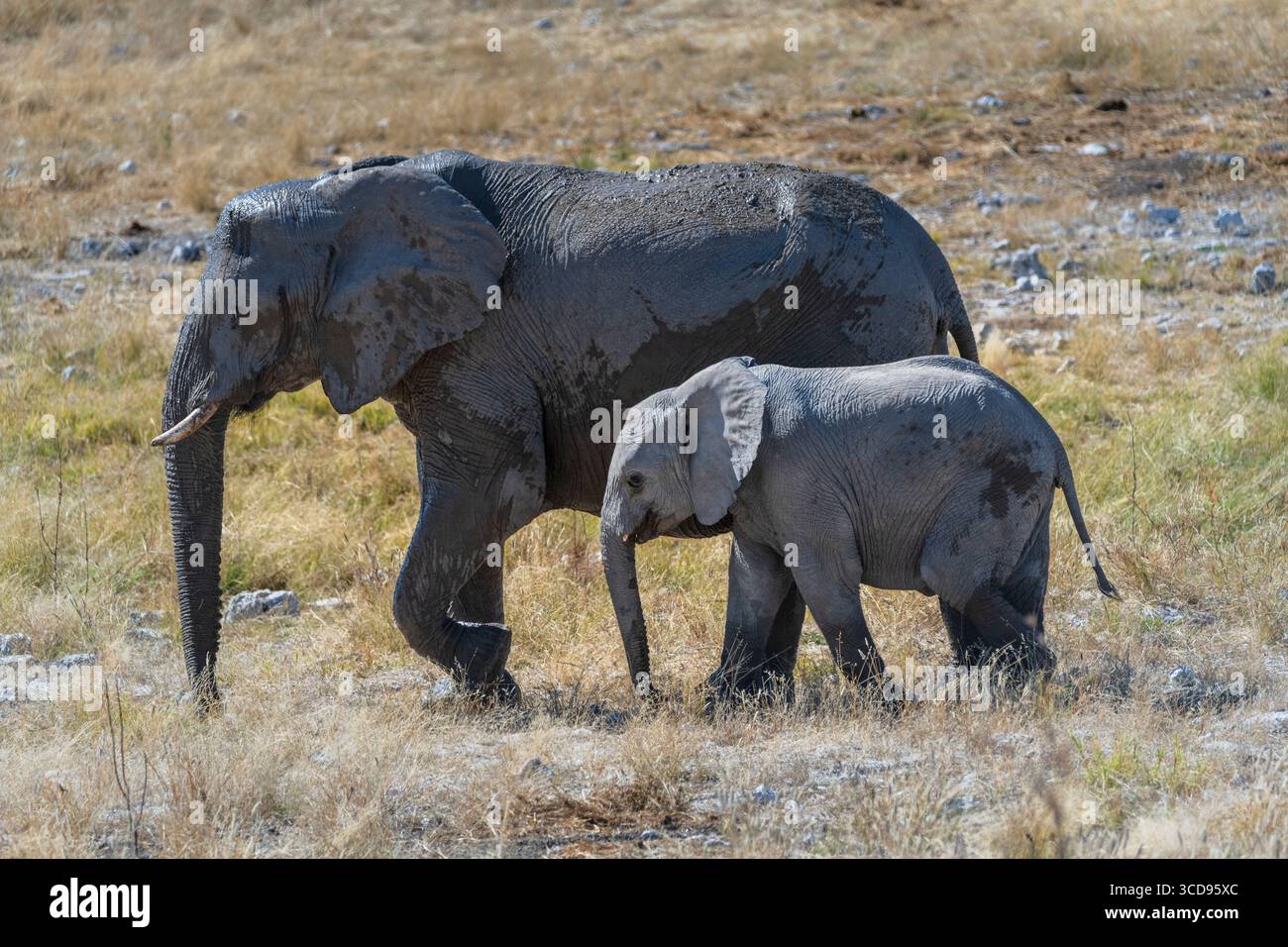 Éléphant femelle et son petit bébé marchant ensemble Banque D'Images