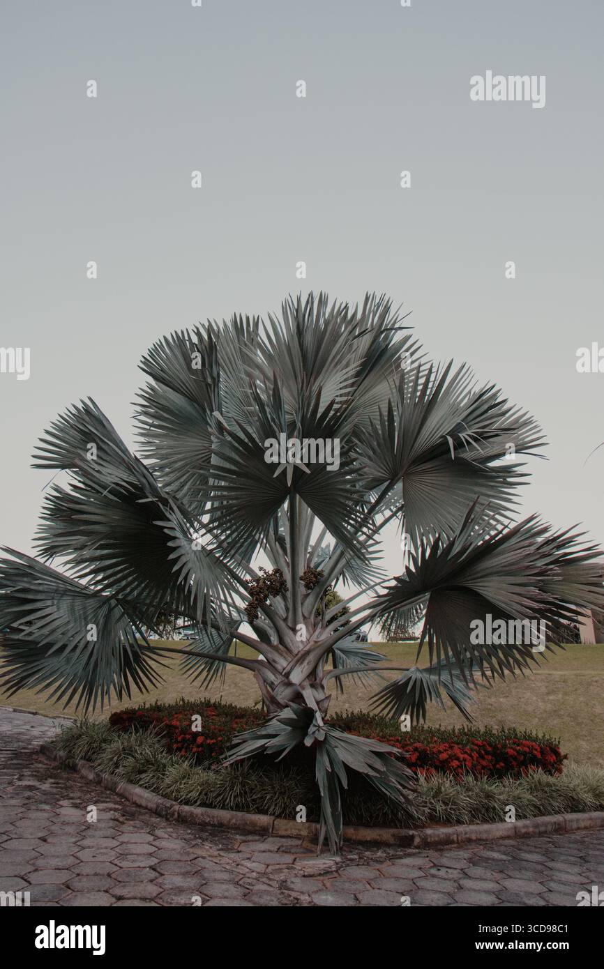 Palmier Bismarck avec fleurs rouges Banque D'Images