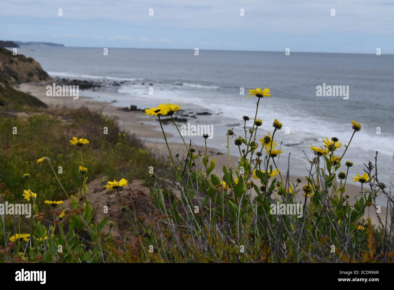 Marguerites jaunes sauvages poussant sur la plage, Crystal Cove Beach, Californie, États-Unis, 2025 Banque D'Images