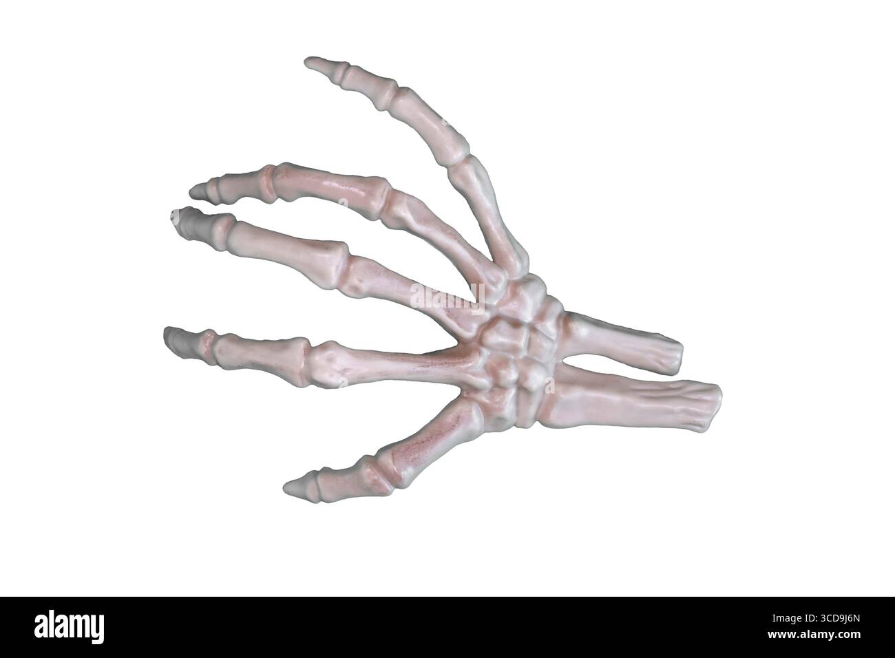 Halloween squelette main isolé découpe sur blanc Banque D'Images