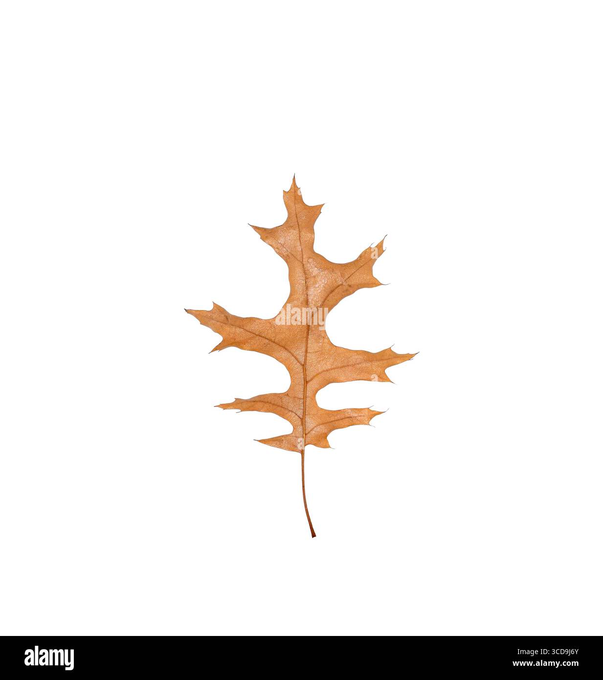 Feuille de chêne d'automne brun isolé découpe sur blanc Banque D'Images