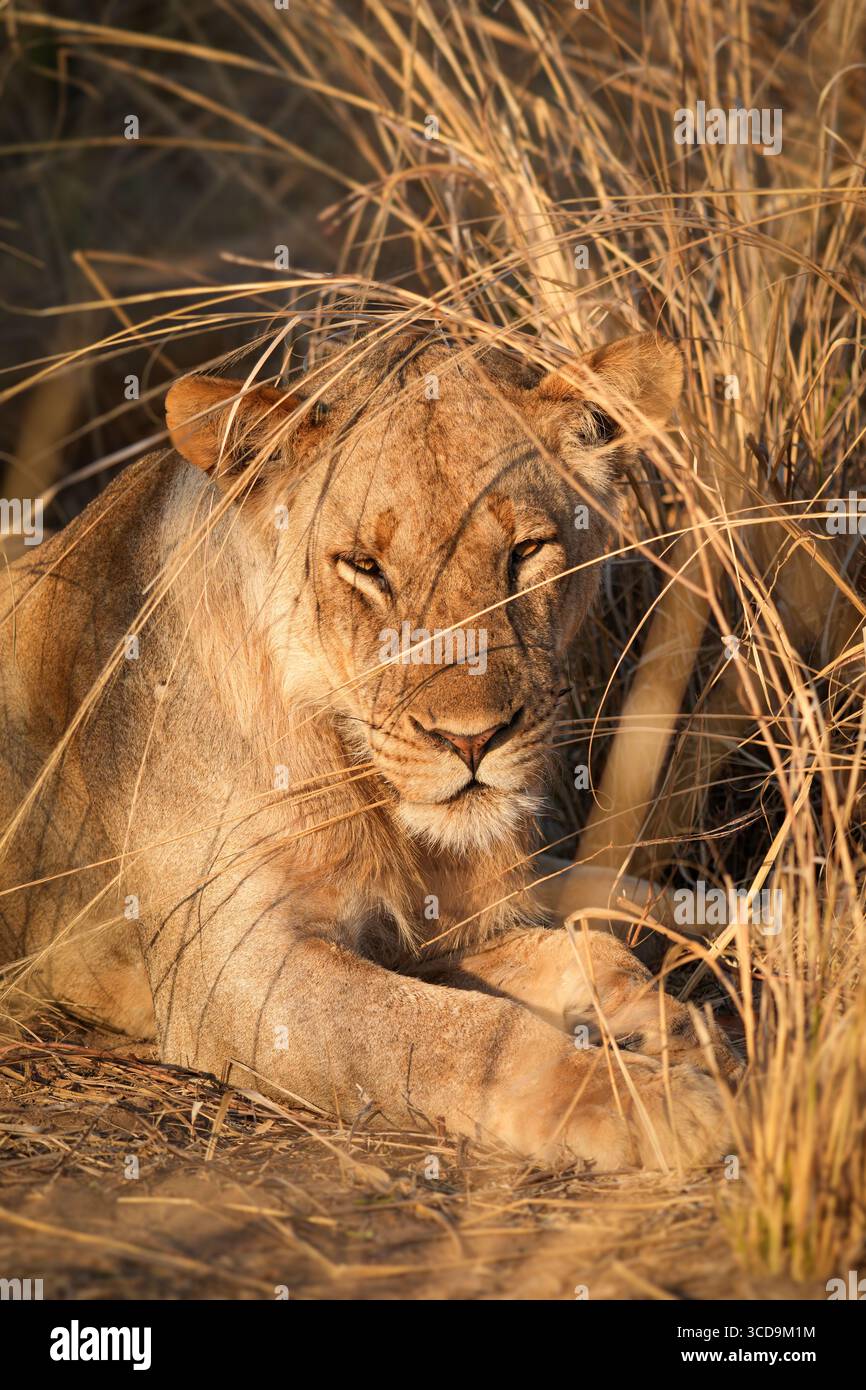 Portrait de lion dans le parc national de South Luangwa, Zambie Banque D'Images Portrait de lion dans le parc national de South Luangwa, Zambie Banque D'Images