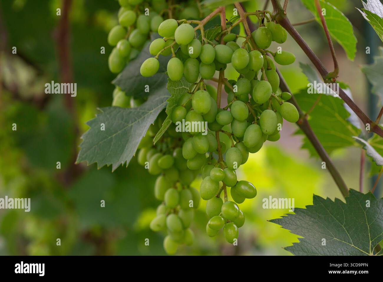 Gros plan de raisins verts frais sur une vigne avec des feuilles dans un vignoble d'été, récolte de fruits bio et photographie de concept de nutrition saine Banque D'Images