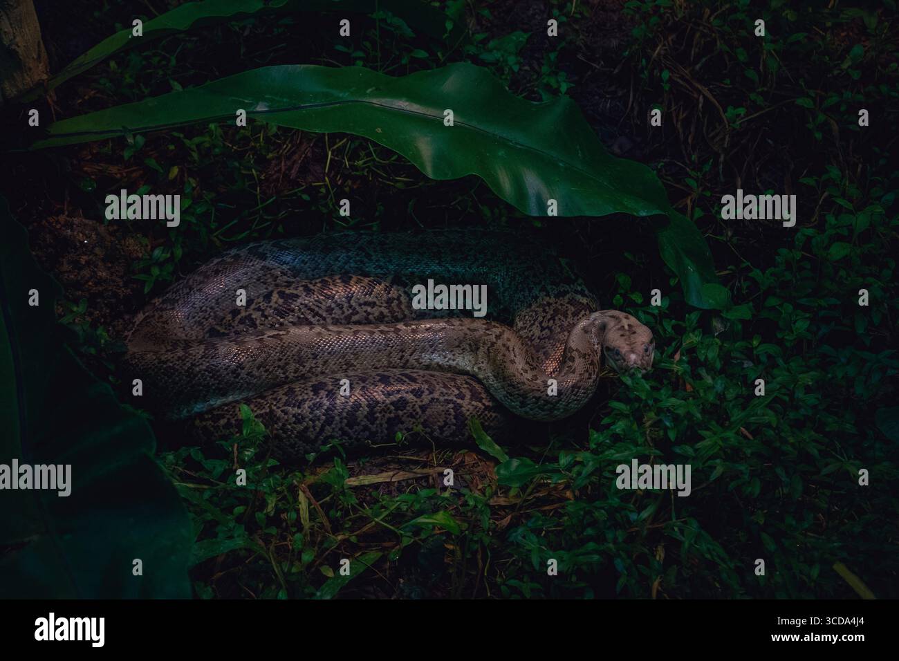 Un python réticulé (Python reticulatus) se trouve enroulé sous de larges feuilles tropicales dans son habitat zoologique malaisien, ses écailles à motifs complexes se mélangent Banque D'Images