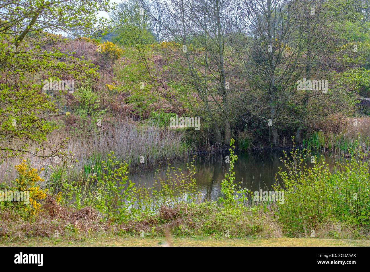 Étang printanier avec verdure luxuriante, arbres en herbe et eau réfléchissante calme à côté d'une colline herbeuse dans la campagne tranquille. Banque D'Images
