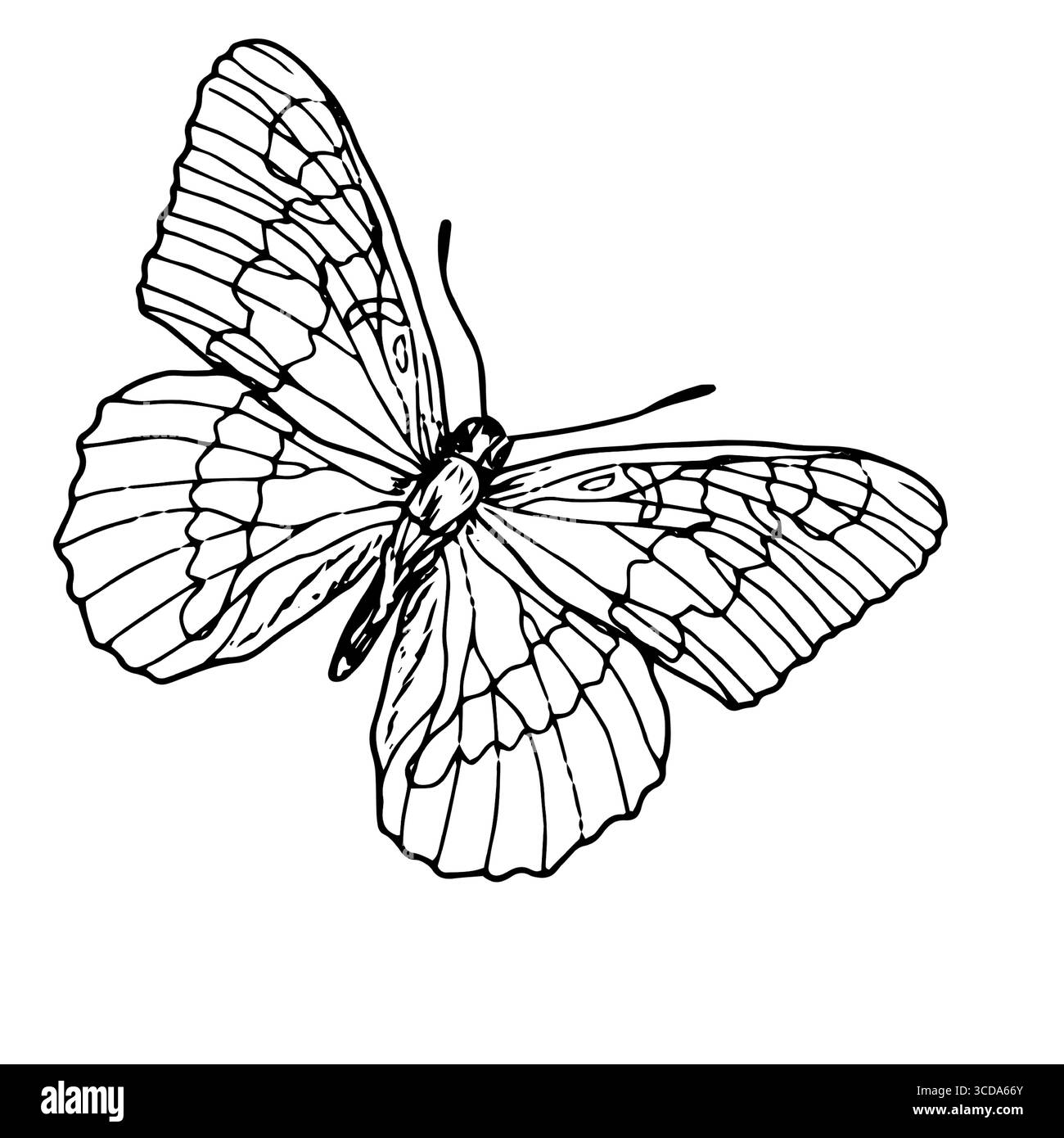 Papillon gracieux avec des ailes, croquis noir et blanc. Illustration vectorielle. Silhouette d'un insecte d'été, isolé sur un fond blanc. Le thème o Illustration de Vecteur