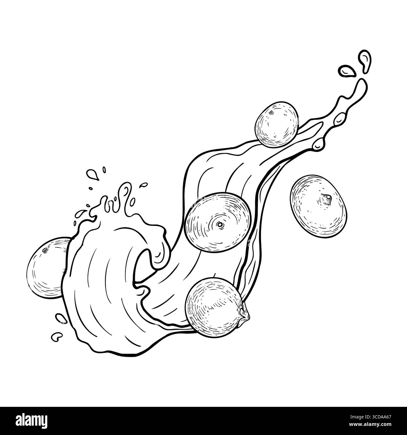 Baies d'Acai sur éclaboussure juteuse dans l'illustration vectorielle de contour isolé sur blanc. Baies tropicales fraîches, vague juteuse dessinée à la main noir blanc. Super nourriture Illustration de Vecteur