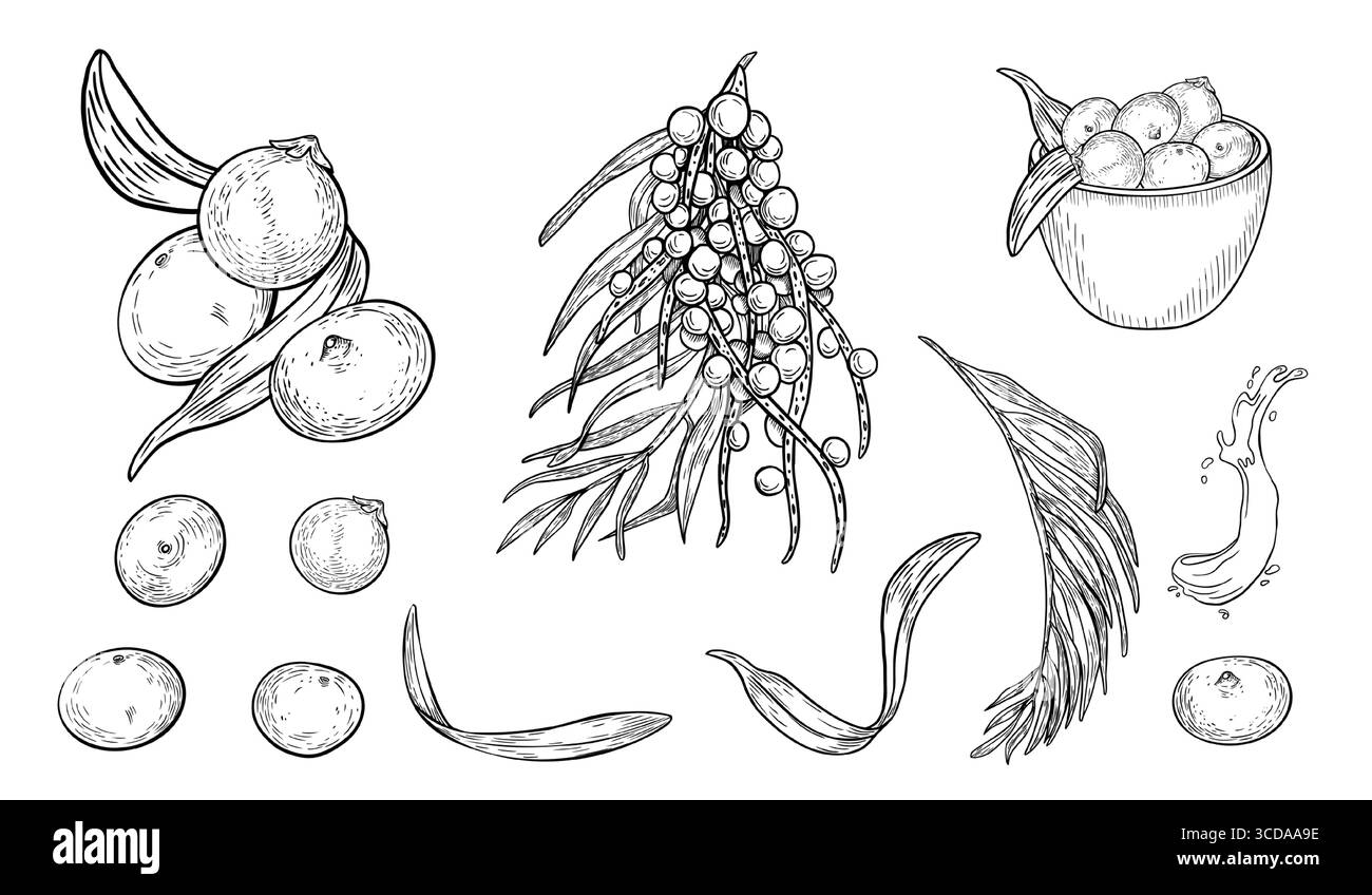 Acai baies noir blanc clipart vecteur. Baies fraîches, illustration de contour d'éclaboussure juteuse isolée sur blanc. Superfood et ustensiles de cuisine silhouette Illustration de Vecteur