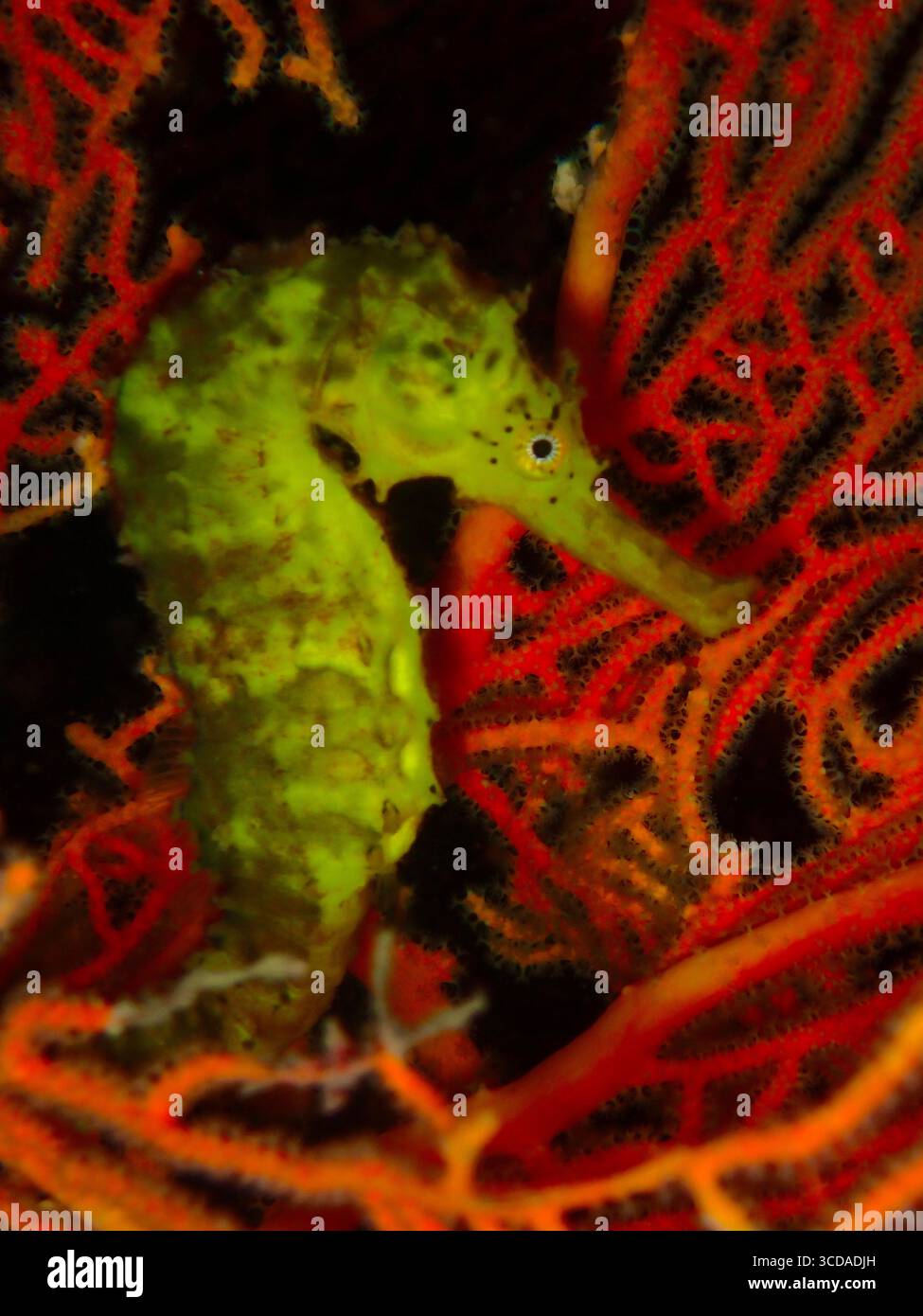 Un hippocampe kuda hippocampe s'accroche au corail orange lors d'une plongée de nuit, éclairé par des lumières de plongée. Banque D'Images