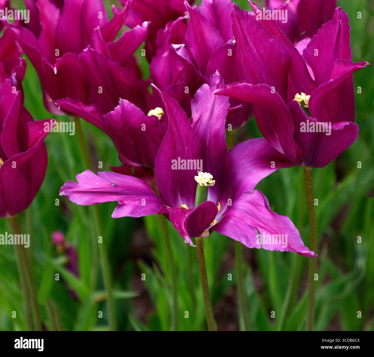 Gros plan sur les fleurs violettes du jardin de tulipe tulipa pourpre rêve à fleurs printanières. Banque D'Images
