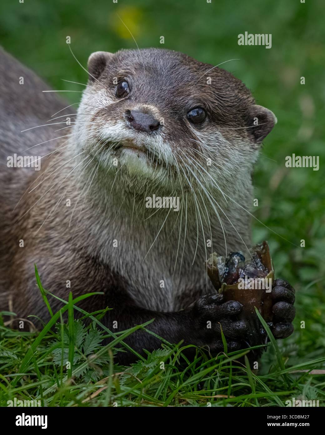 Courte asiatique griffé Otter Banque D'Images