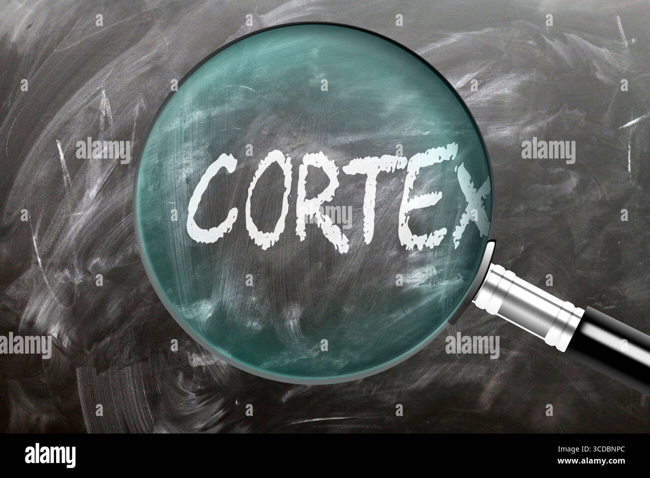 Cortex - apprendre, étudier et inspecter. En regardant de plus près le cortex. Une loupe agrandissant le mot « cortex » écrit sur un tableau noir Banque D'Images