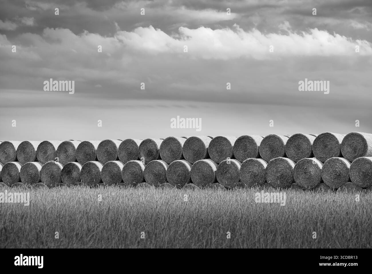 Scène rurale noire et blanche avec des balles de foin empilées dans un champ doré sous un ciel d'été lumineux, symbolisant l'agriculture intemporelle Banque D'Images