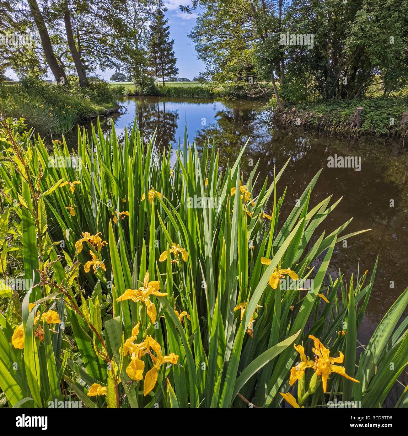 Iris drapeau jaune (Iris pseudacorus) en fleur à côté d'un étang calme et bordé d'arbres par une journée ensoleillée. York. North Yorkshire, Royaume-Uni Banque D'Images