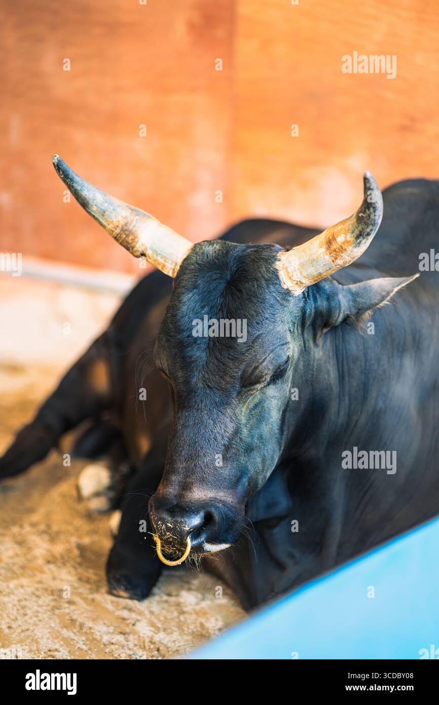 Portrait d'une vache montagneuse noire hybride buff reposant dans l'étable. Banque D'Images