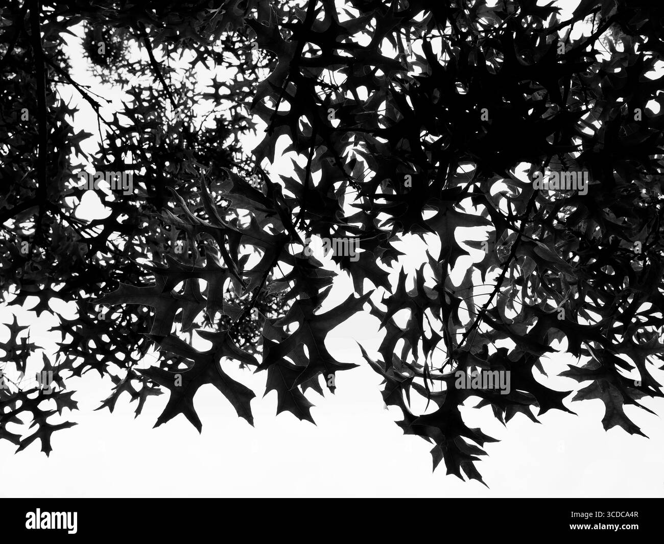 Canopée d'un chêne, probablement du chêne écarlate, photographiée contre le ciel. Auvent d'été ensoleillé. Dos et photo blanche. Copyspace Banque D'Images
