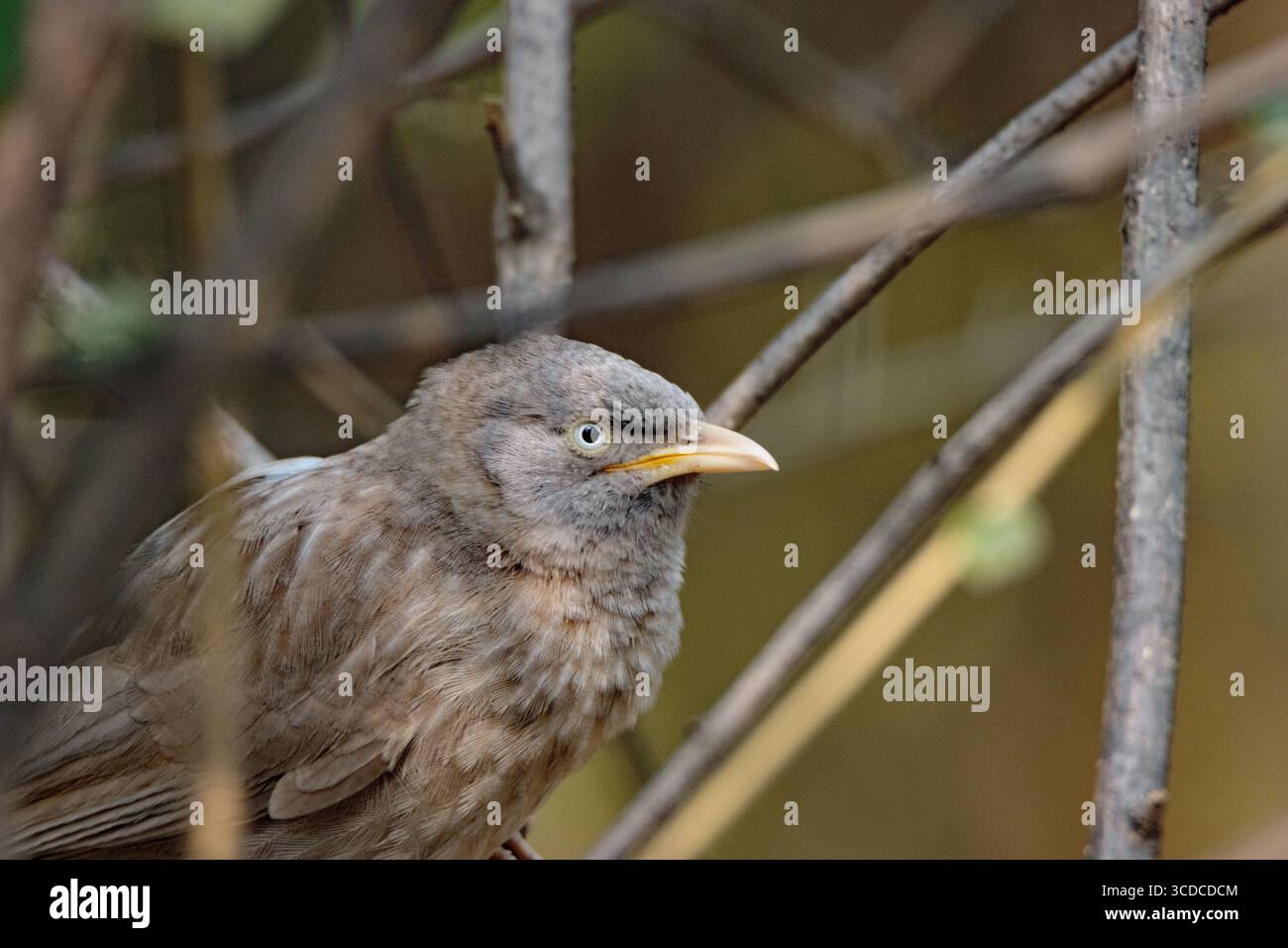 Gros plan d'un Babbler de la jungle (Argya striata) isolé sur un fond naturel Banque D'Images