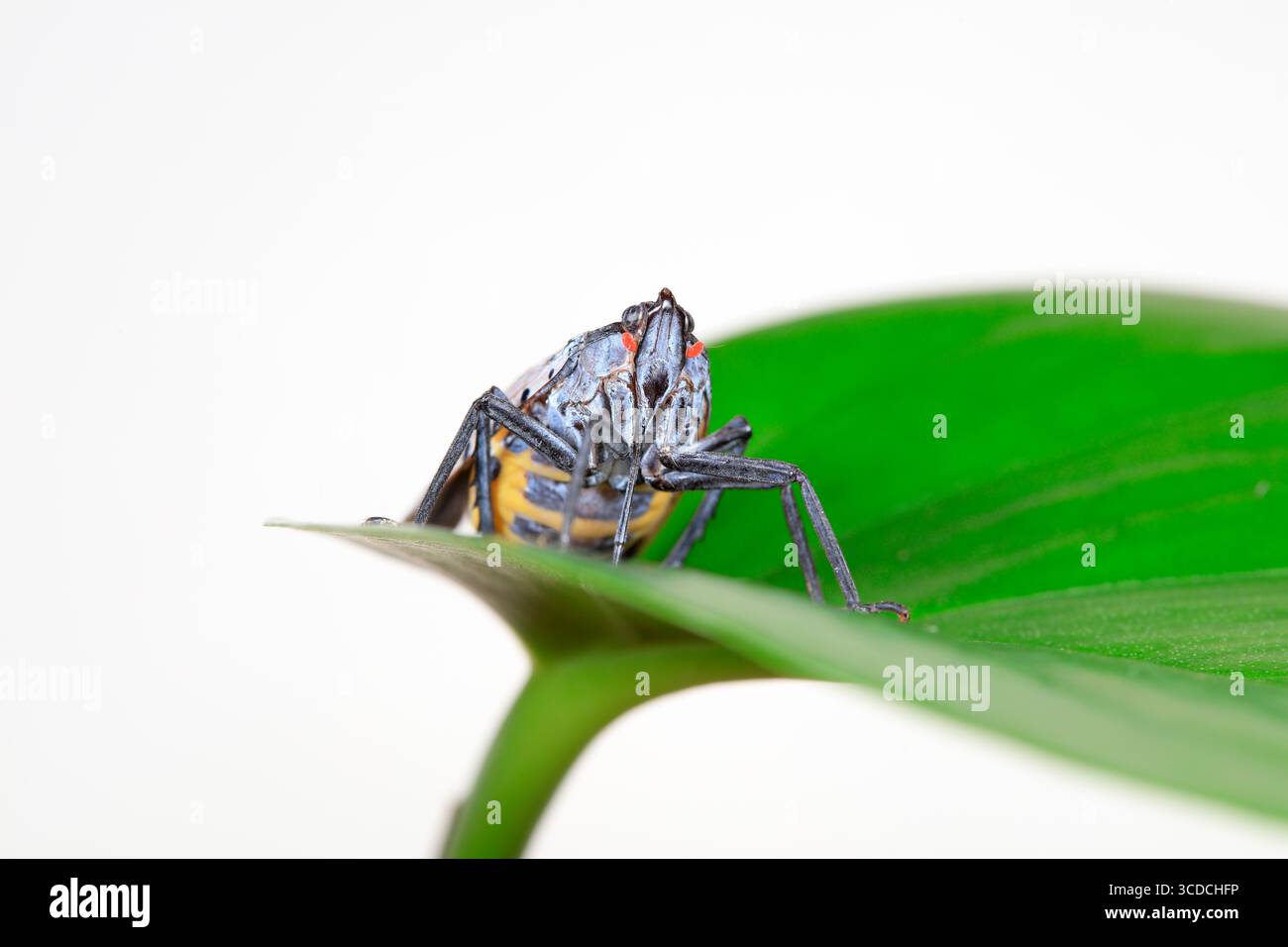 Cigales de cire dans la nature Banque D'Images