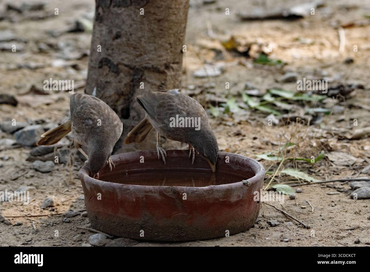 Paire de Jungle Babbler (Argya striata) buvant dans un bol d'eau brune Banque D'Images