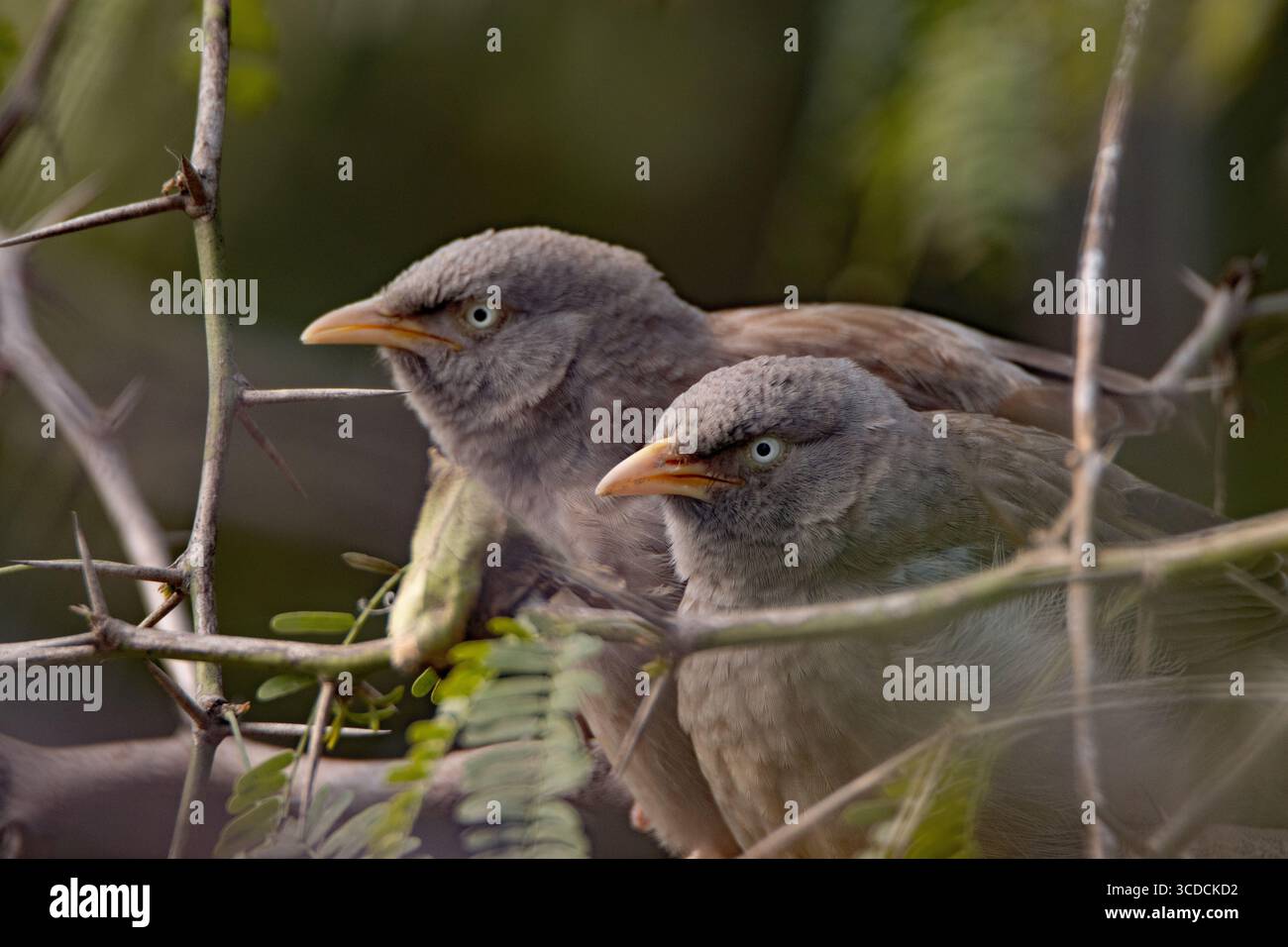 Paire de Jungle Babbler (Argya striata) dans un cadre boisé Banque D'Images