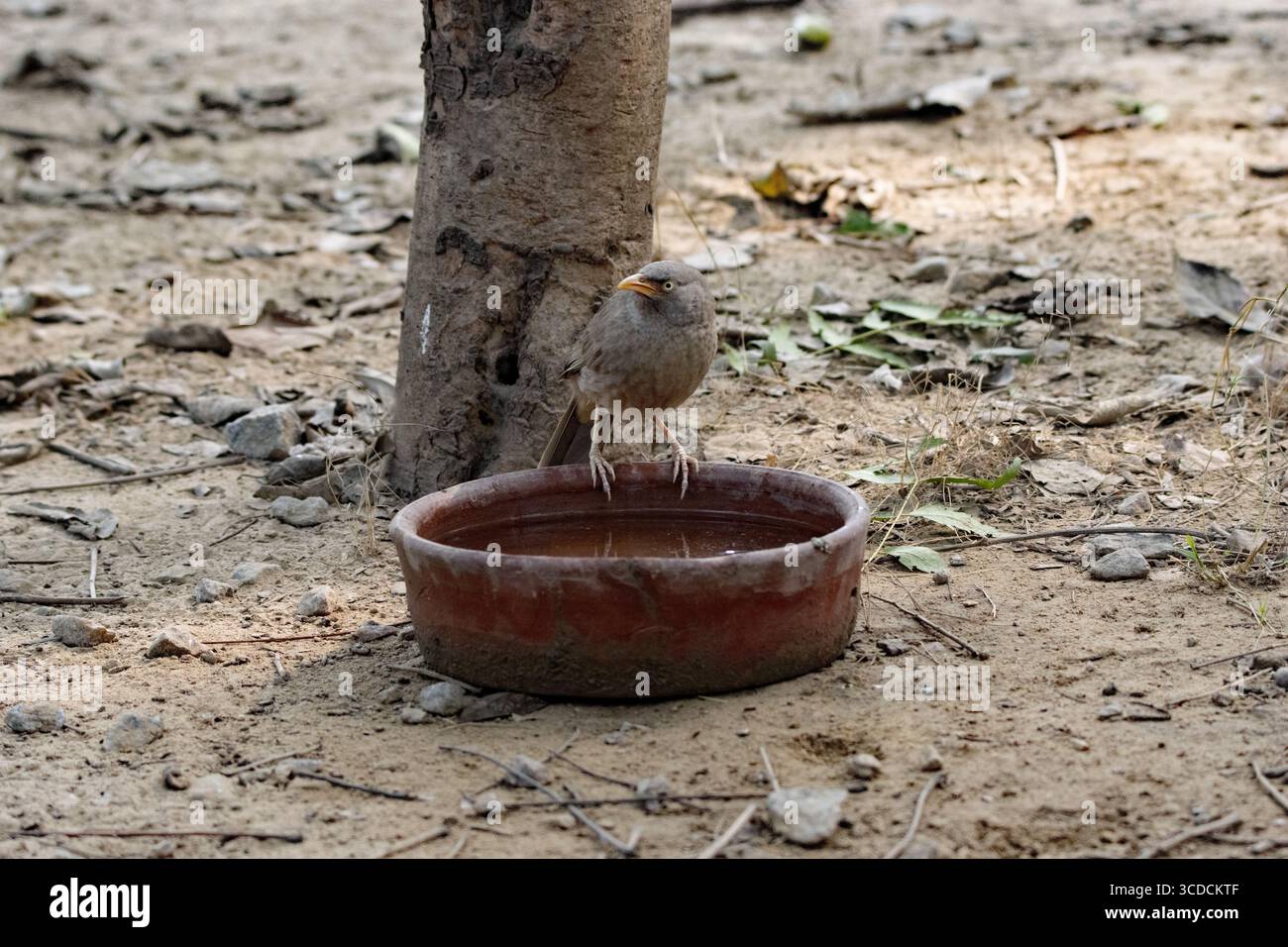 Single Jungle Babbler (Argya striata) buvant dans un bol d'eau brune Banque D'Images