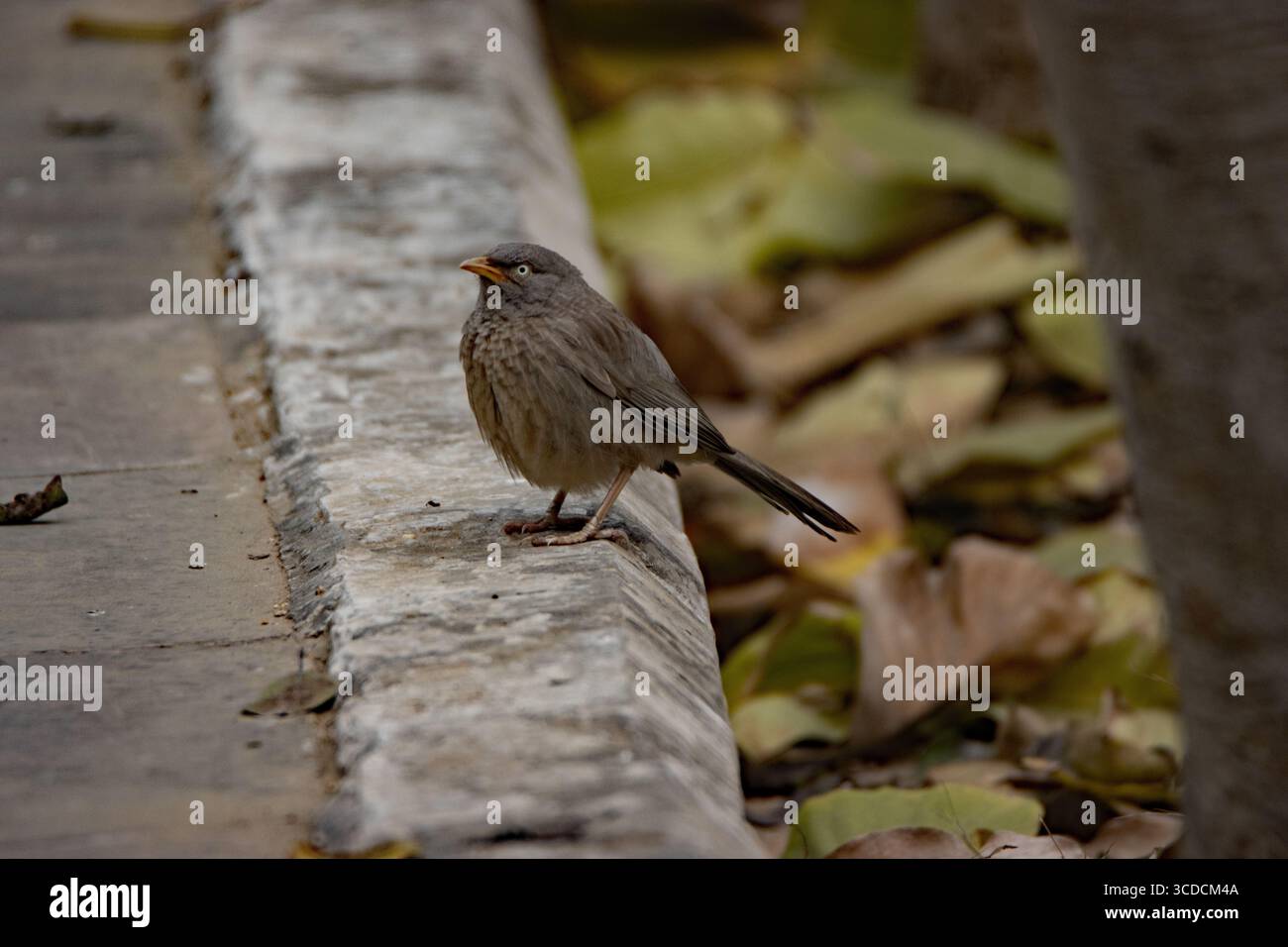 Single Jungle Babbler (Argya striata) debout sur le bord d'un chemin Banque D'Images