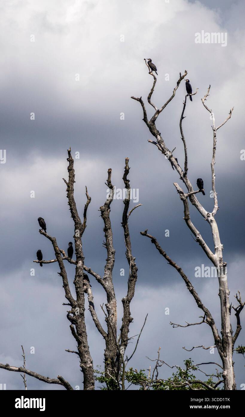 Bad Saarow : Insel der Kormorane. - Zahlreiche Kormorane bevölkern Bäume auf der Scharmützelsee-Insel Kleiner Werl Oder-Spree. Durch den Kot der Vögel Banque D'Images