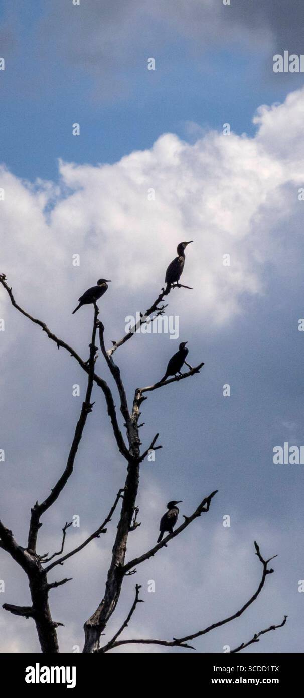 Bad Saarow : Insel der Kormorane. - Zahlreiche Kormorane bevölkern Bäume auf der Scharmützelsee-Insel Kleiner Werl Oder-Spree. Durch den Kot der Vögel Banque D'Images