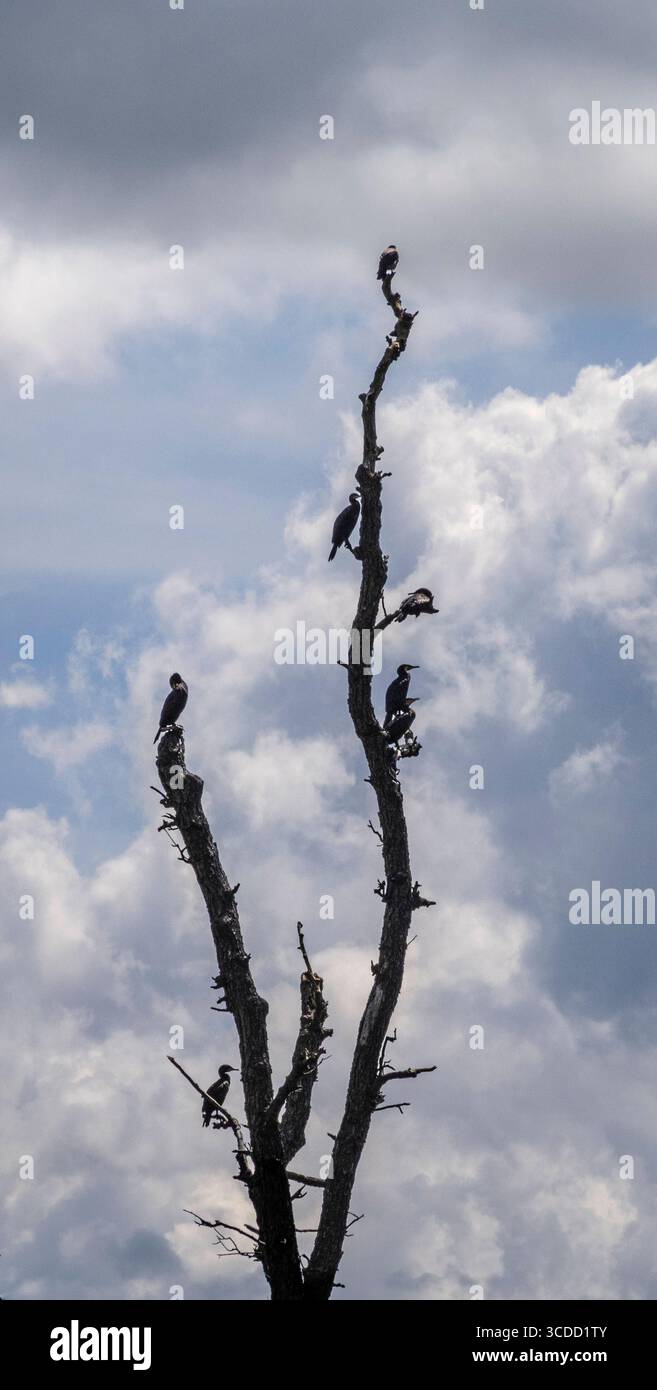 Bad Saarow : Insel der Kormorane. - Zahlreiche Kormorane bevölkern Bäume auf der Scharmützelsee-Insel Kleiner Werl Oder-Spree. Durch den Kot der Vögel Banque D'Images