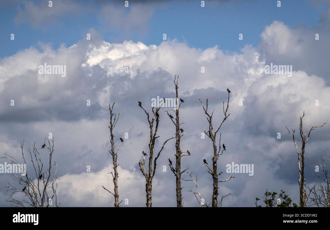 Bad Saarow : Insel der Kormorane. - Zahlreiche Kormorane bevölkern Bäume auf der Scharmützelsee-Insel Kleiner Werl Oder-Spree. Durch den Kot der Vögel Banque D'Images