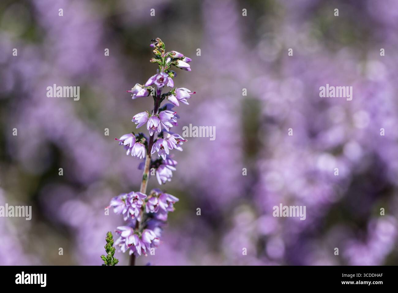 La bruyère (Calluna vulgaris), de l'Ems, Basse-Saxe, Allemagne Banque D'Images