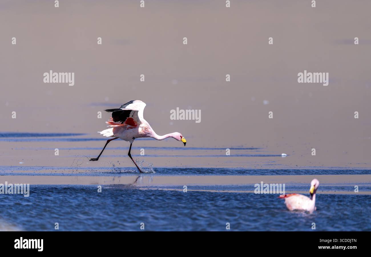 James Flamingo (Phoenicoparrus jamesi), commence sur un lac gelé, Laguna Canapa, lagune route, San Pedro de Quemes, Departamento Potosi, Bolivie Banque D'Images