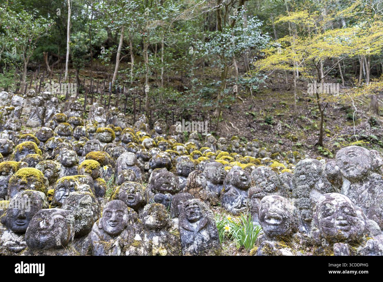 Statues de Rakan au temple Otagi Nenbutsuji, pierre, couvert de mousse, forêt en arrière-plan, Ukyo-ku, Kyoto, préfecture de Kyoto, Japon Banque D'Images