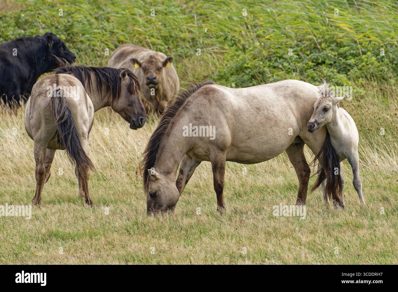 Chevaux sauvages Konik avec poulains et bovins des Highlands, Galloway, sur les pâturages de la réserve naturelle Geltinger Birk. Gelting, Schleswig-Holstein, Allemagne Banque D'Images