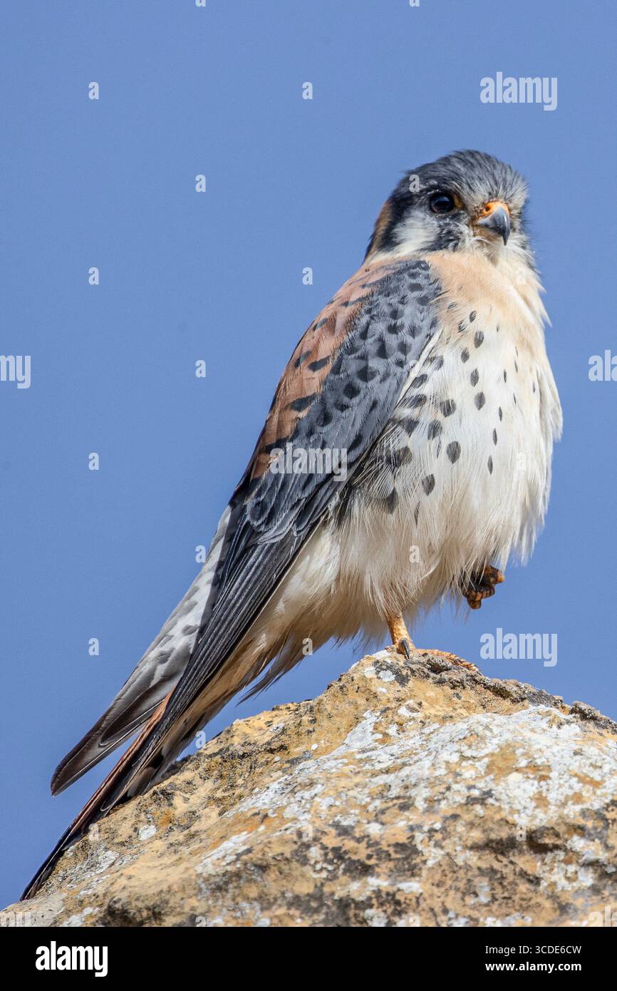 Un crérel américain, Falco sparverius, sur un rocher au Pérou, en Amérique du Sud. Banque D'Images