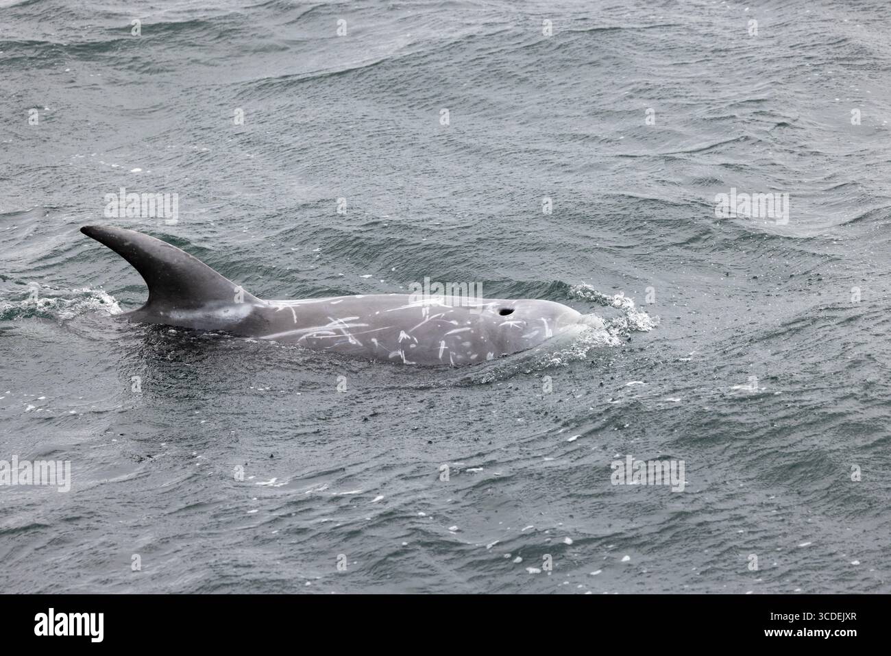 Grampus griseus, dauphin de Risso, nage adulte, Falmouth Bay, Cornouailles, Royaume-Uni, juillet Banque D'Images
