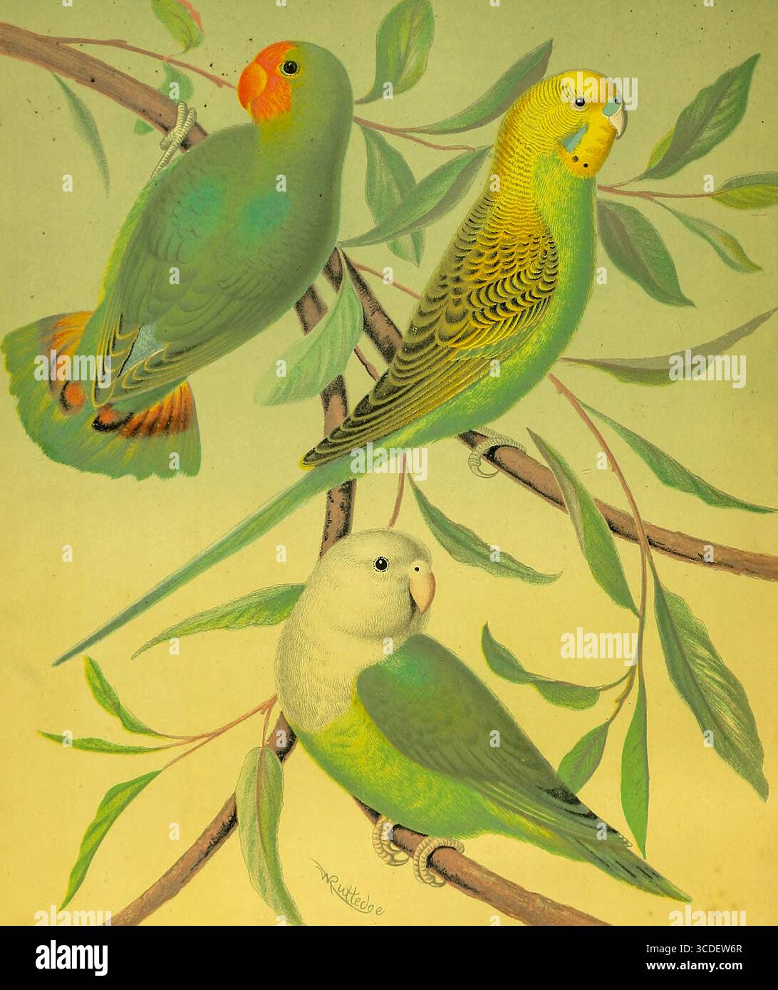 RED-HEAD LOVE-BIRD, MADAGASCAR LOVE-BIRD, Grass PARRAKEET OU BUDGERIGAR ou Budgie tiré du livre illustré des canaris et des oiseaux de cage, britanniques et étrangers par Blakston, W. A. ; Swaysland, W. ; Wiener, août F date de publication 1878 Banque D'Images