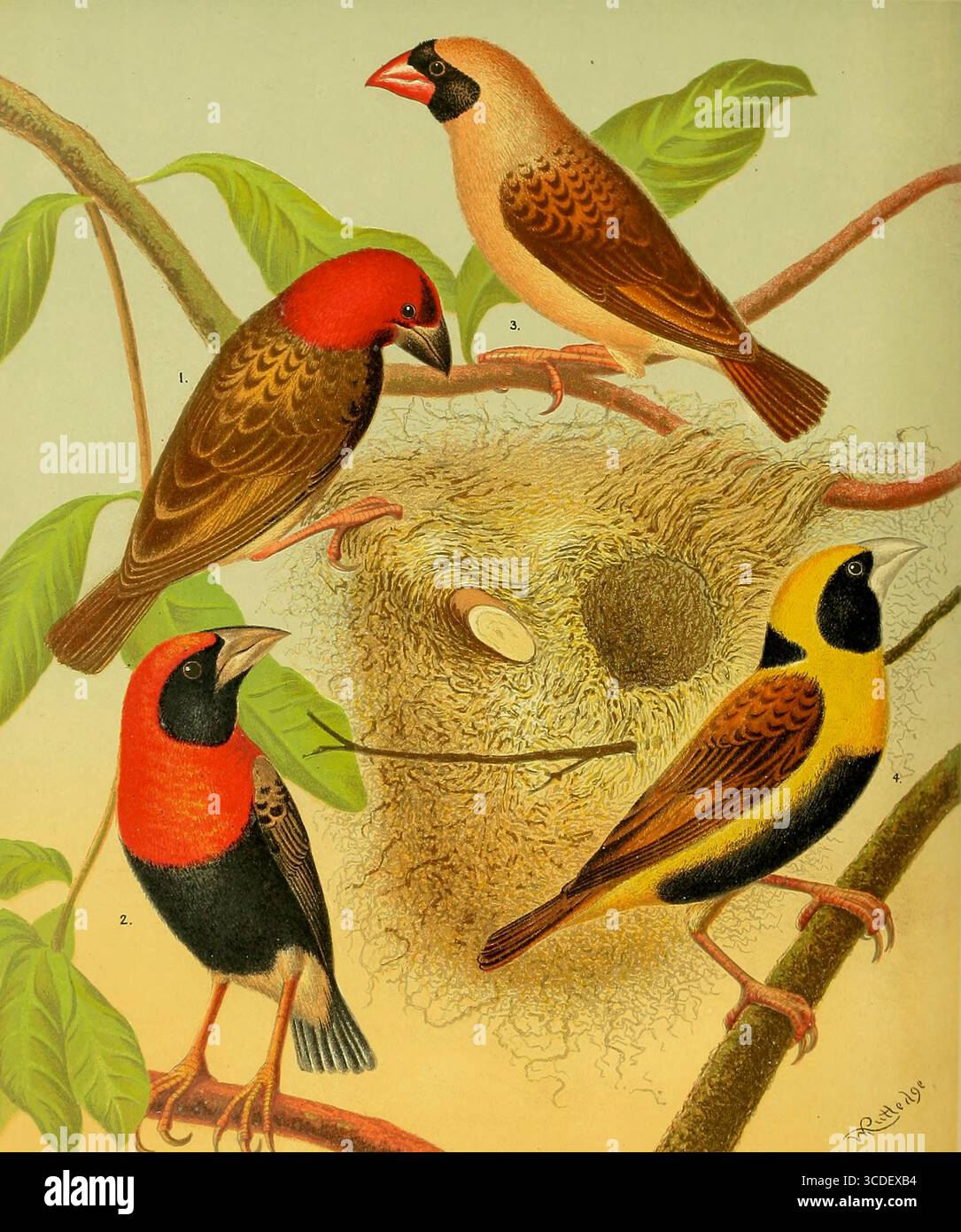 1. WEAVER-BIRD À FACE ROUGE. 2. ORYX OU GRENADIER WEAVER-BIRD. 3. WEAVER-BIRD À BEC ROUGE. 4. OISEAU À VENTRE NOIR OU NAPOLÉON WEAVER du livre illustré des canaris et des oiseaux de cage, britanniques et étrangers par Blakston, W. A. ; Swaysland, W. ; Wiener, août F date de publication 1878 Banque D'Images