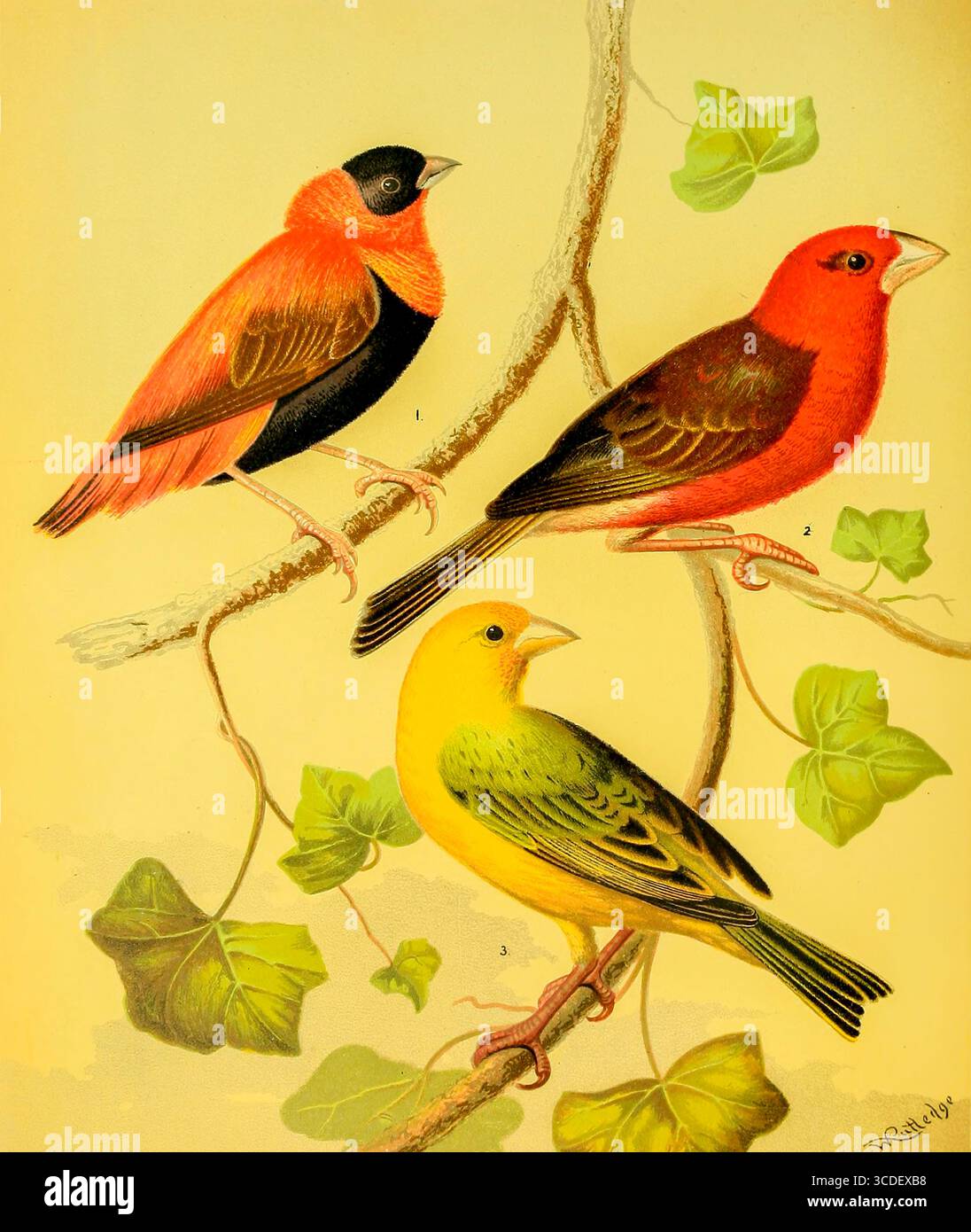 1. OISEAU TISSERAND COURONNÉ CRAMOISI, OU ÉVÊQUE ORANGE. 2. RED-HEAD OU MADAGASCAR WEAVER-BIRD. 3. FINCH SAFRAN. Tiré du livre illustré des canaris et des oiseaux de cage, britanniques et étrangers par Blakston, W. A ; Swaysland, W. ; Wiener, août F date de publication 1878 Banque D'Images