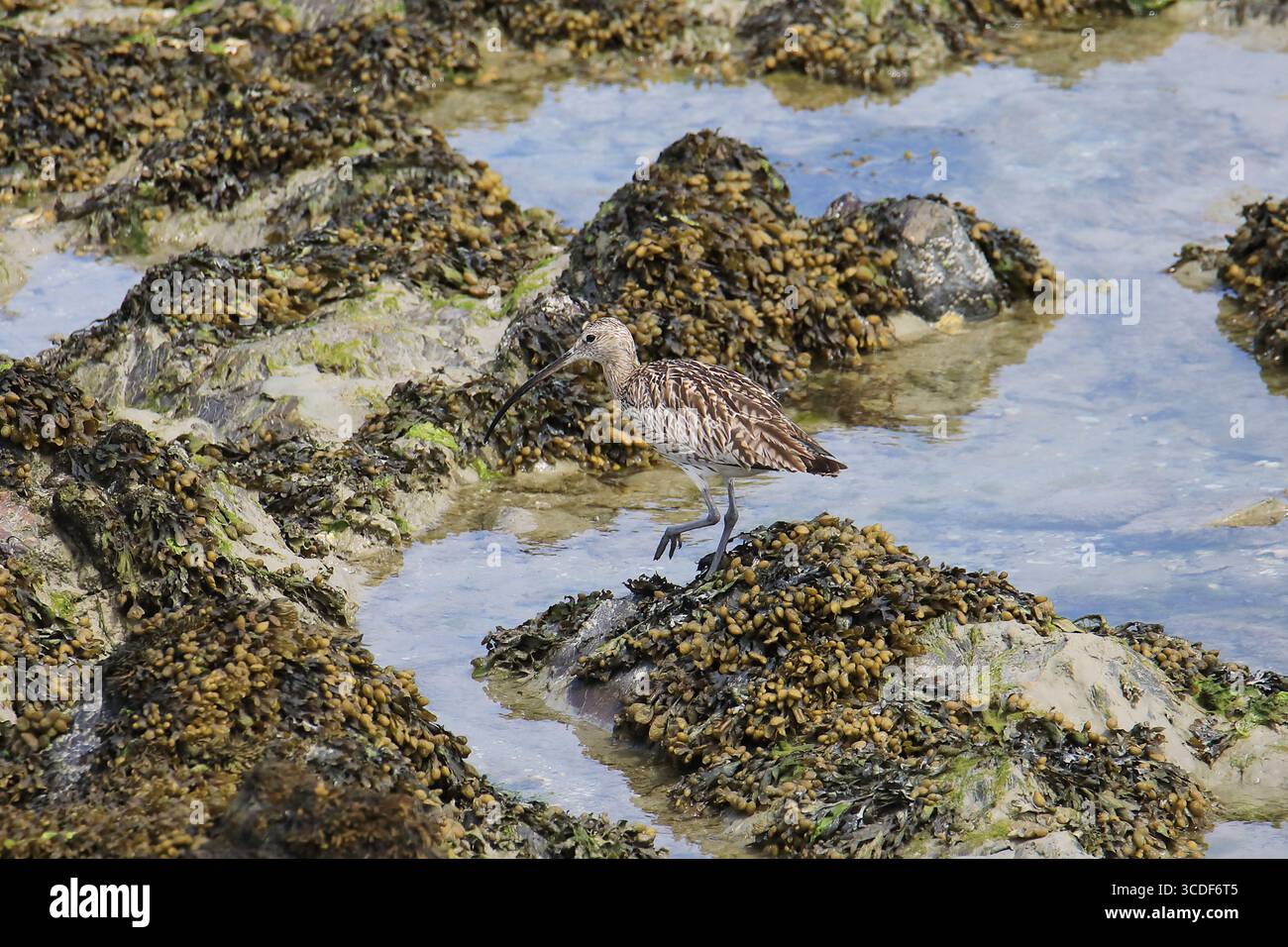 Curlis sauvage eurasien à la recherche de nourriture à marée basse (dans la réserve naturelle de la baie de Saint-Brieuc en France) Banque D'Images Curlis sauvage eurasien à la recherche de nourriture à marée basse (dans la réserve naturelle de la baie de Saint-Brieuc en France) Banque D'Images