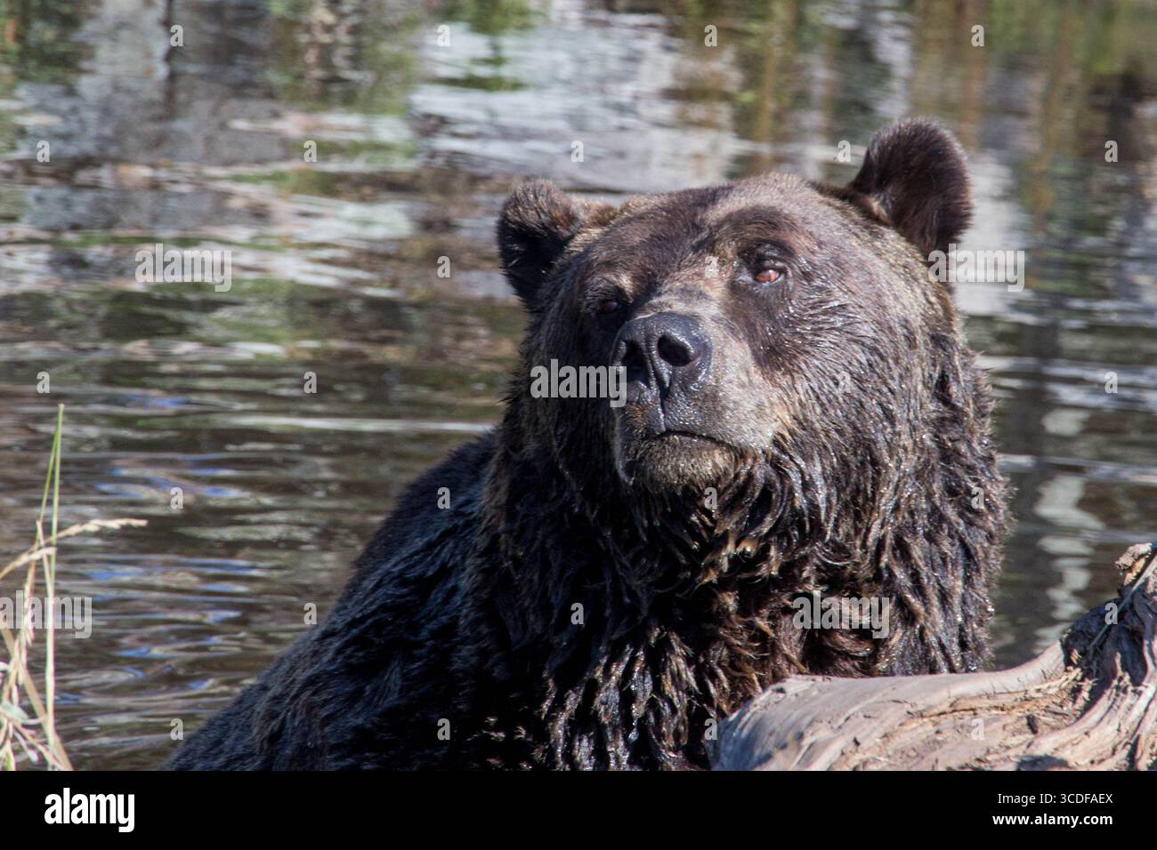 Ours grizzli à Grouse Mountain Banque D'Images