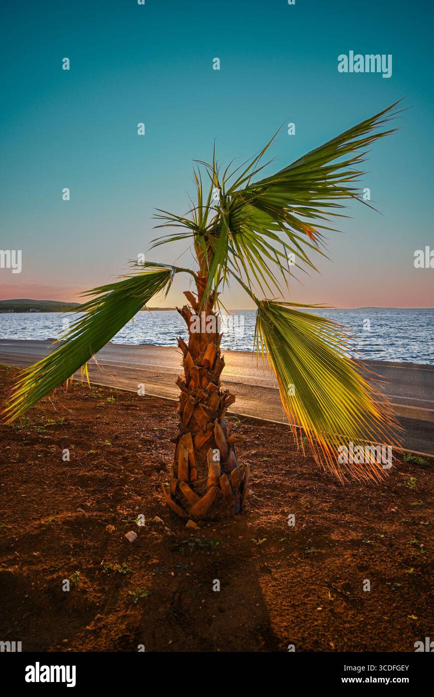 Petit palmier poussant en bord de mer lors d'un beau coucher de soleil. Banque D'Images
