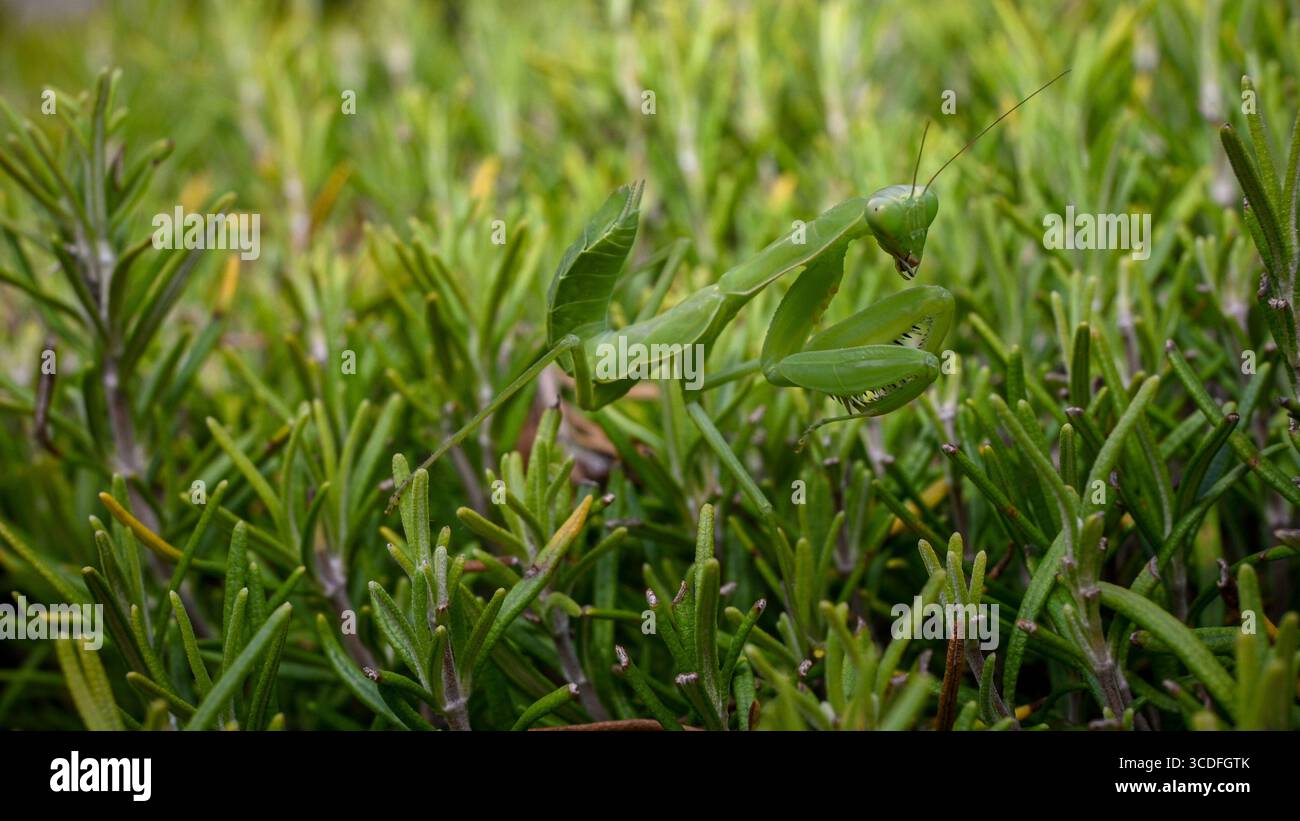 Gros plan d'une mante priante camouflant et explorant un buisson de romarin. Banque D'Images