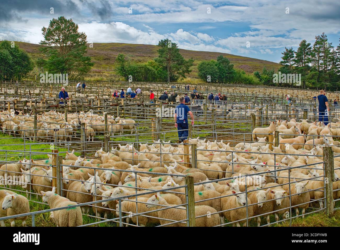 Lairg Sutherland Écosse août 2025 Cheviot Lamb Sales agriculteurs et moutons en enclos Banque D'Images