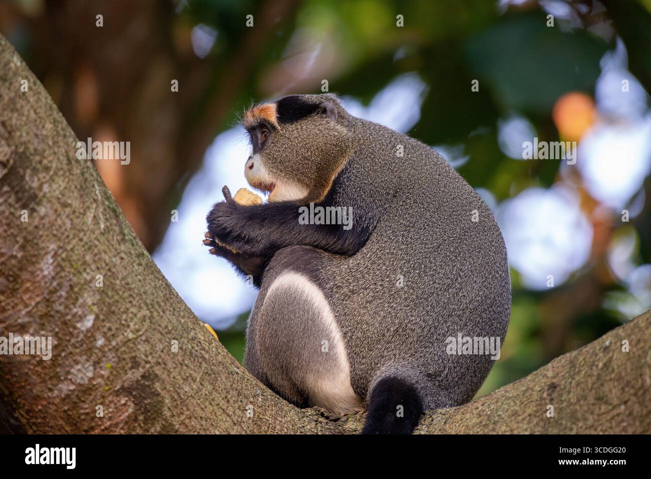 Le singe de Brazza (Cercopithecus negectus) au Centre d'éducation de la faune sauvage de l'Ouganda à Entebbe Banque D'Images