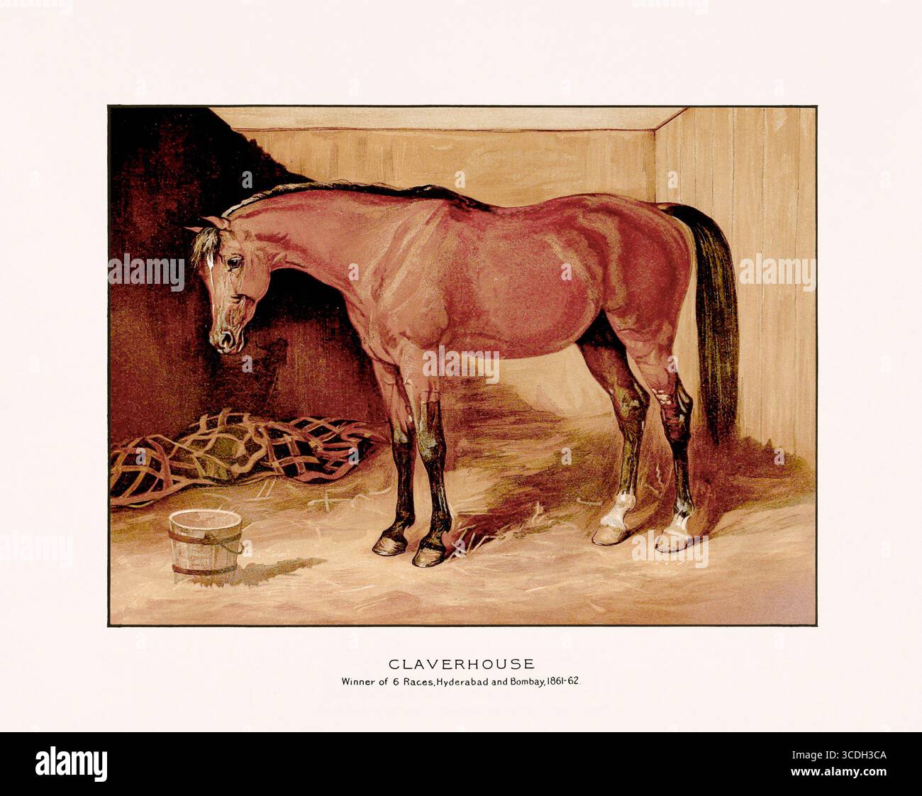 Illustration de chevaux arabes de 1894, publiée à Édimbourg et à Londres, montrant un portrait équestre détaillé et réaliste du XIXe siècle. Banque D'Images