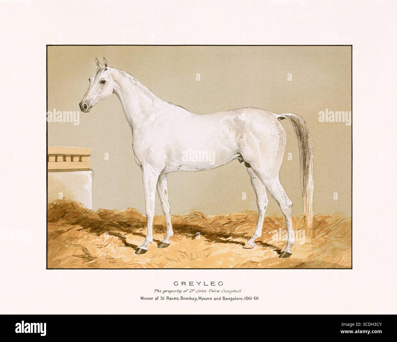 Illustration de chevaux arabes de 1894, publiée à Édimbourg et à Londres, montrant un portrait équestre détaillé et réaliste du XIXe siècle. Banque D'Images