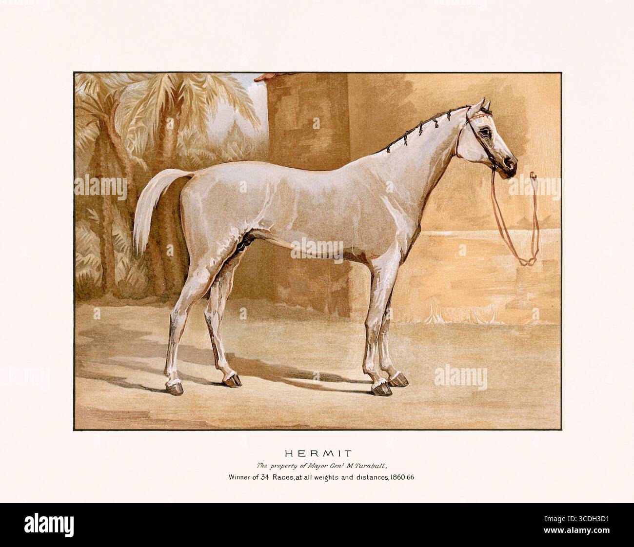Illustration de chevaux arabes de 1894, publiée à Édimbourg et à Londres, montrant un portrait équestre détaillé et réaliste du XIXe siècle. Banque D'Images