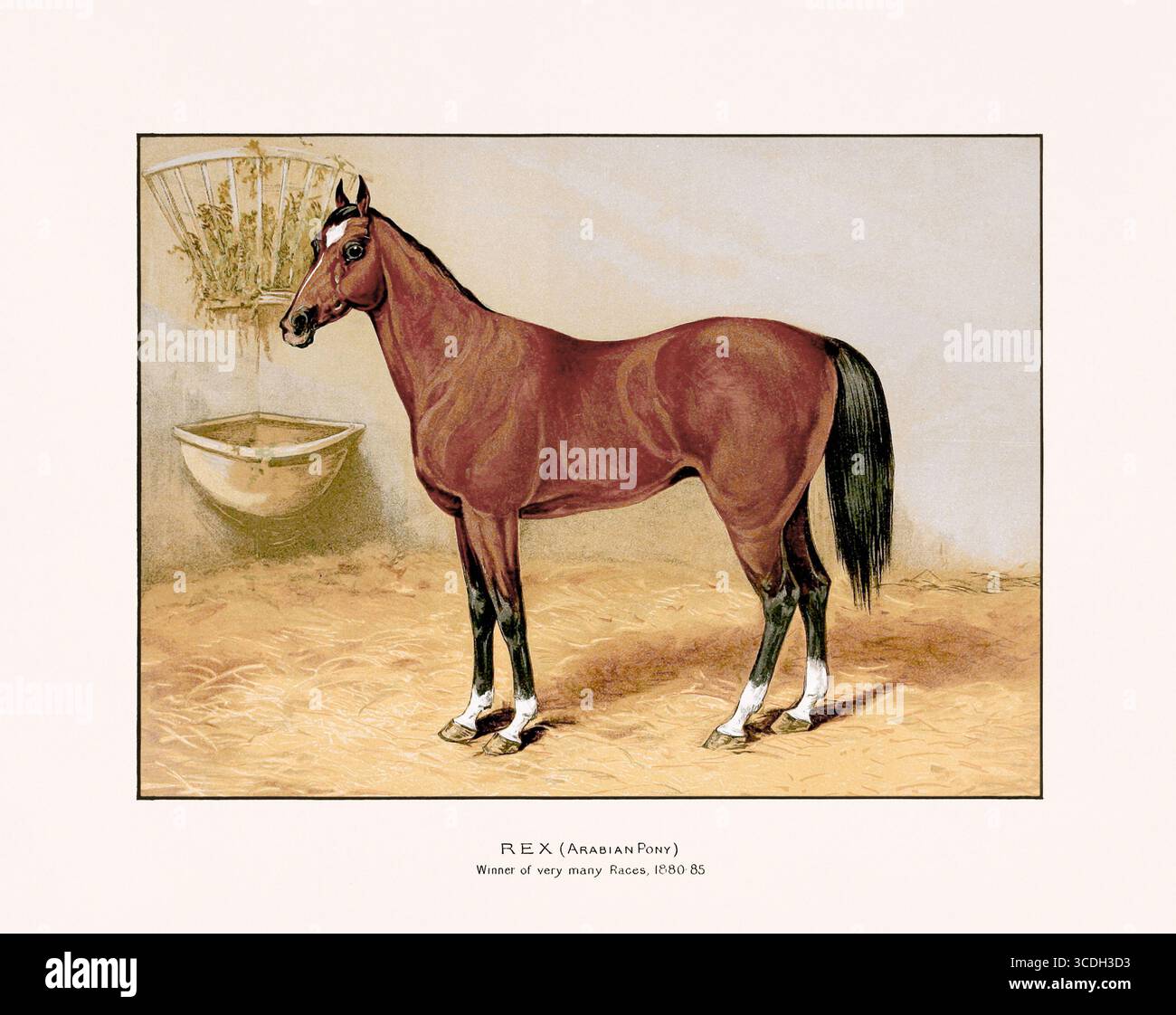 Illustration de chevaux arabes de 1894, publiée à Édimbourg et à Londres, montrant un portrait équestre détaillé et réaliste du XIXe siècle. Banque D'Images